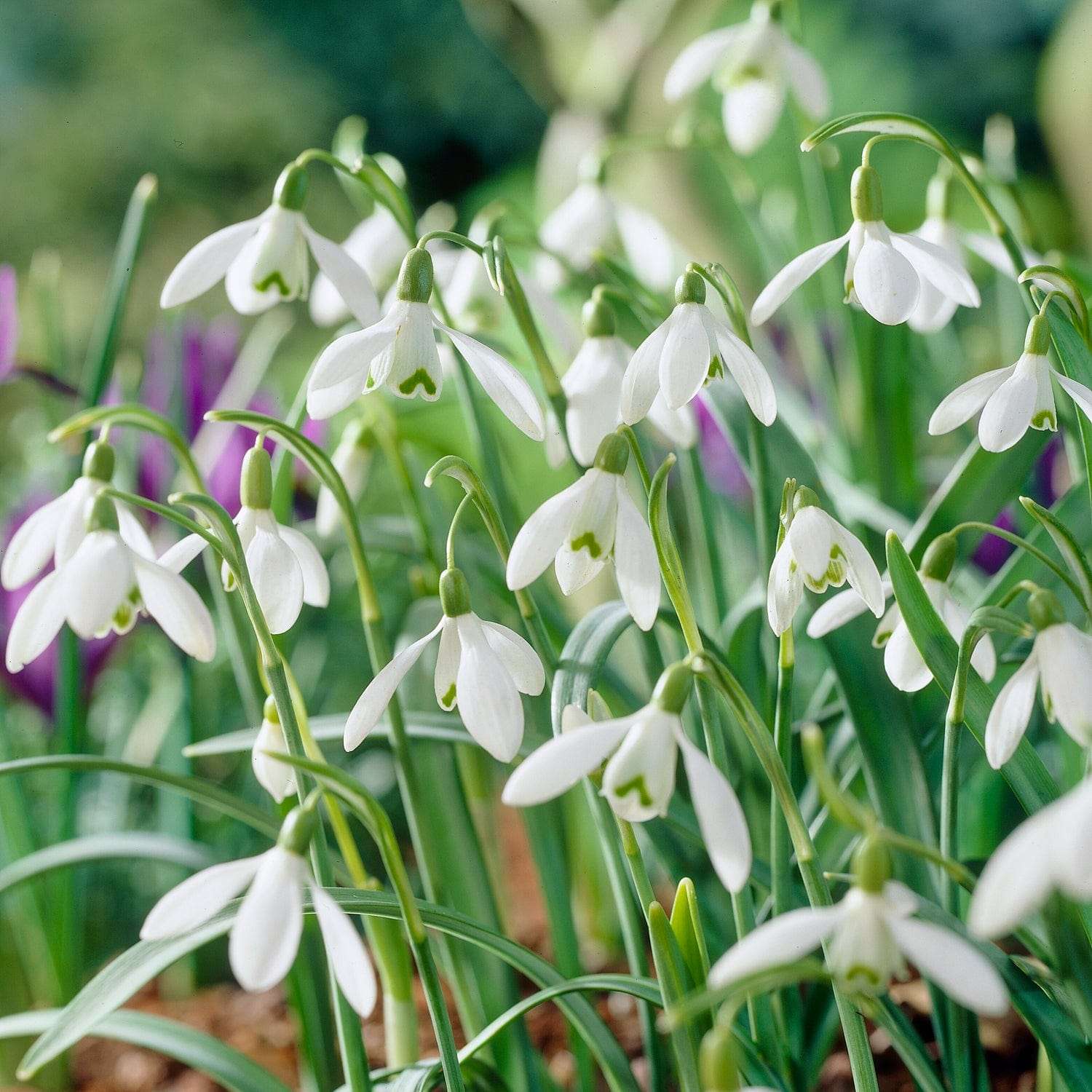 Lumikello 'Nivalis'