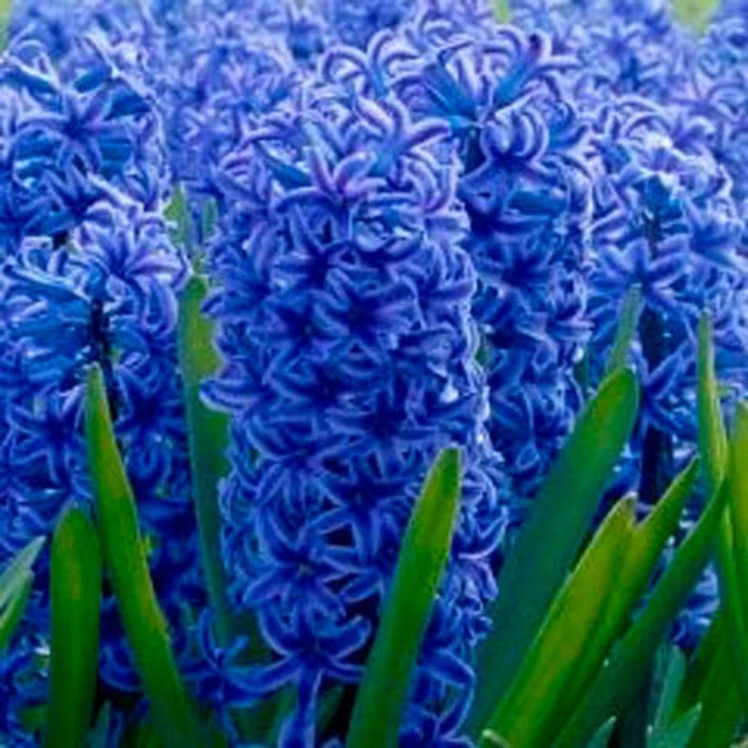 Hyasintti 'Blue Jacket'
