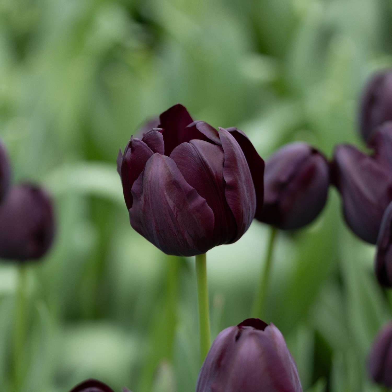 Tulppaani 'Queen of Night'
