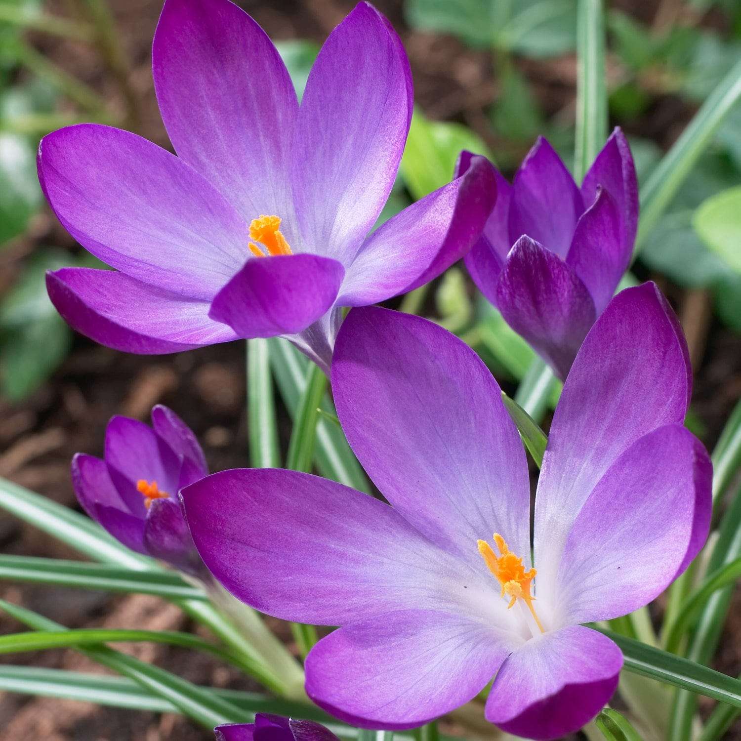 Krookus 'Ruby Giant'