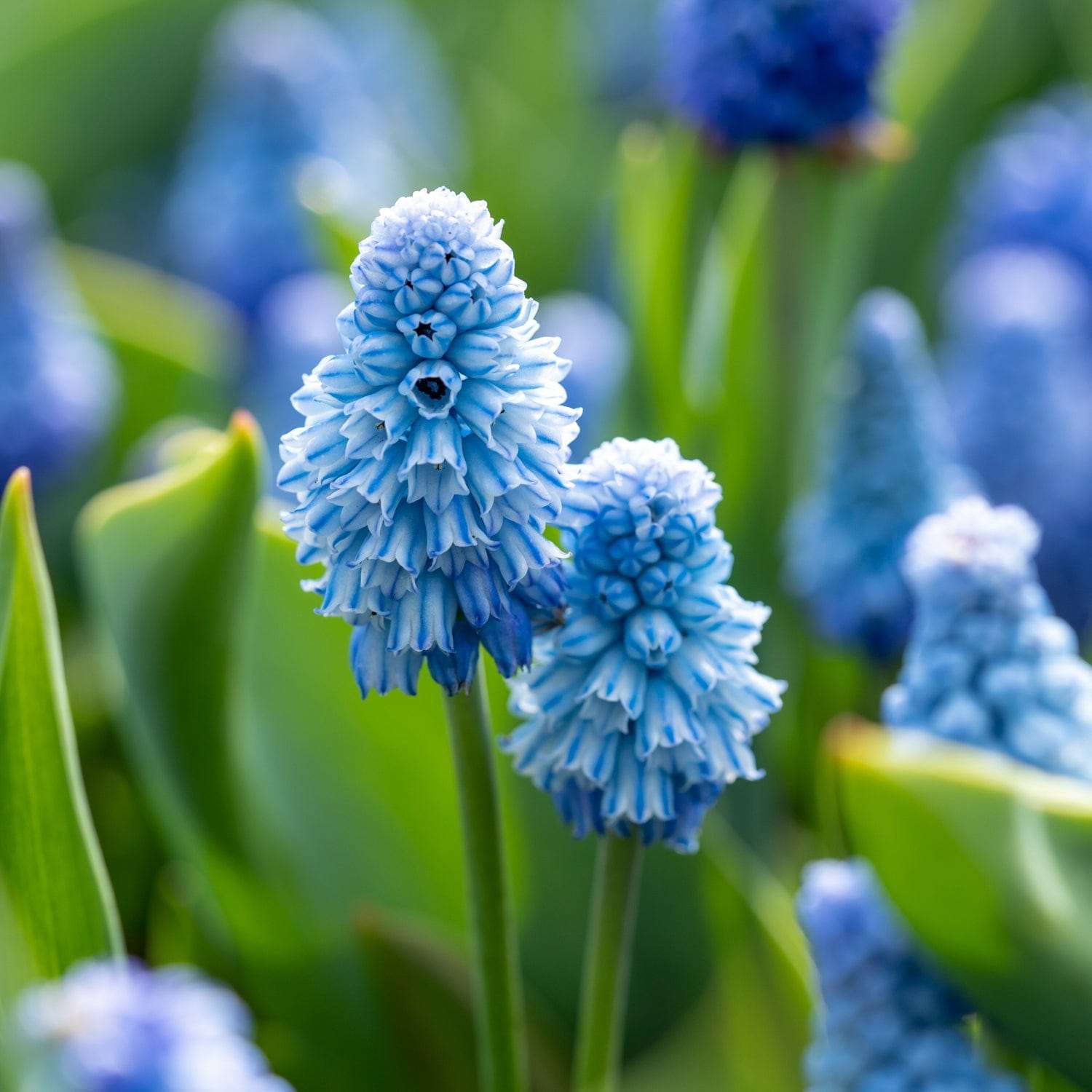 Helmihyasintti 'Azureum'