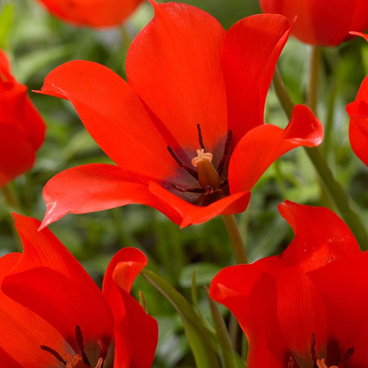 Botaaninen tulppaani 'Linifolia'