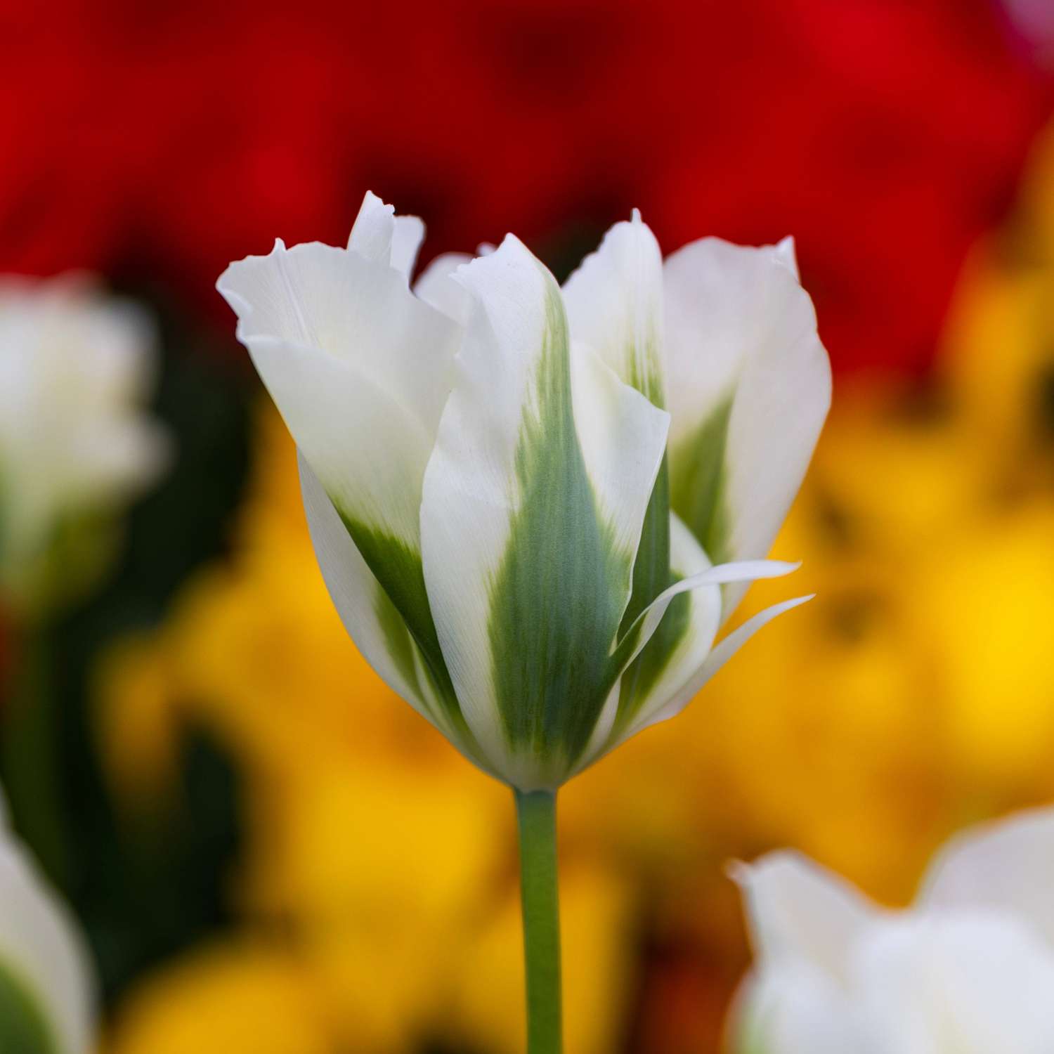 Tulppaani 'Spring Green'