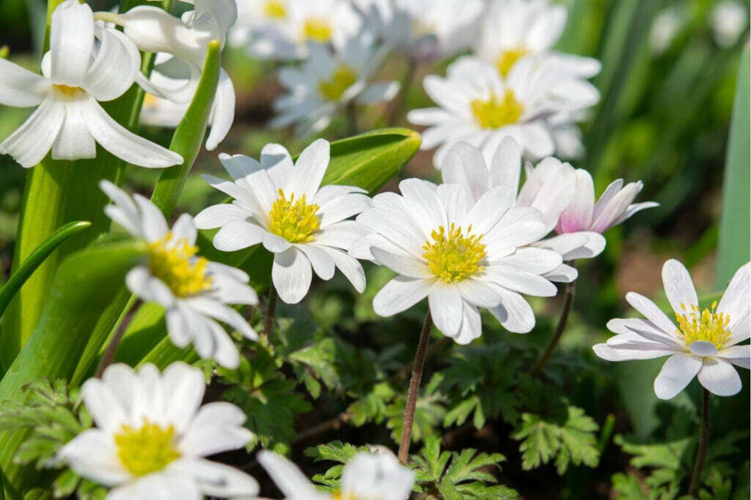 Anemone 'White Splendour'