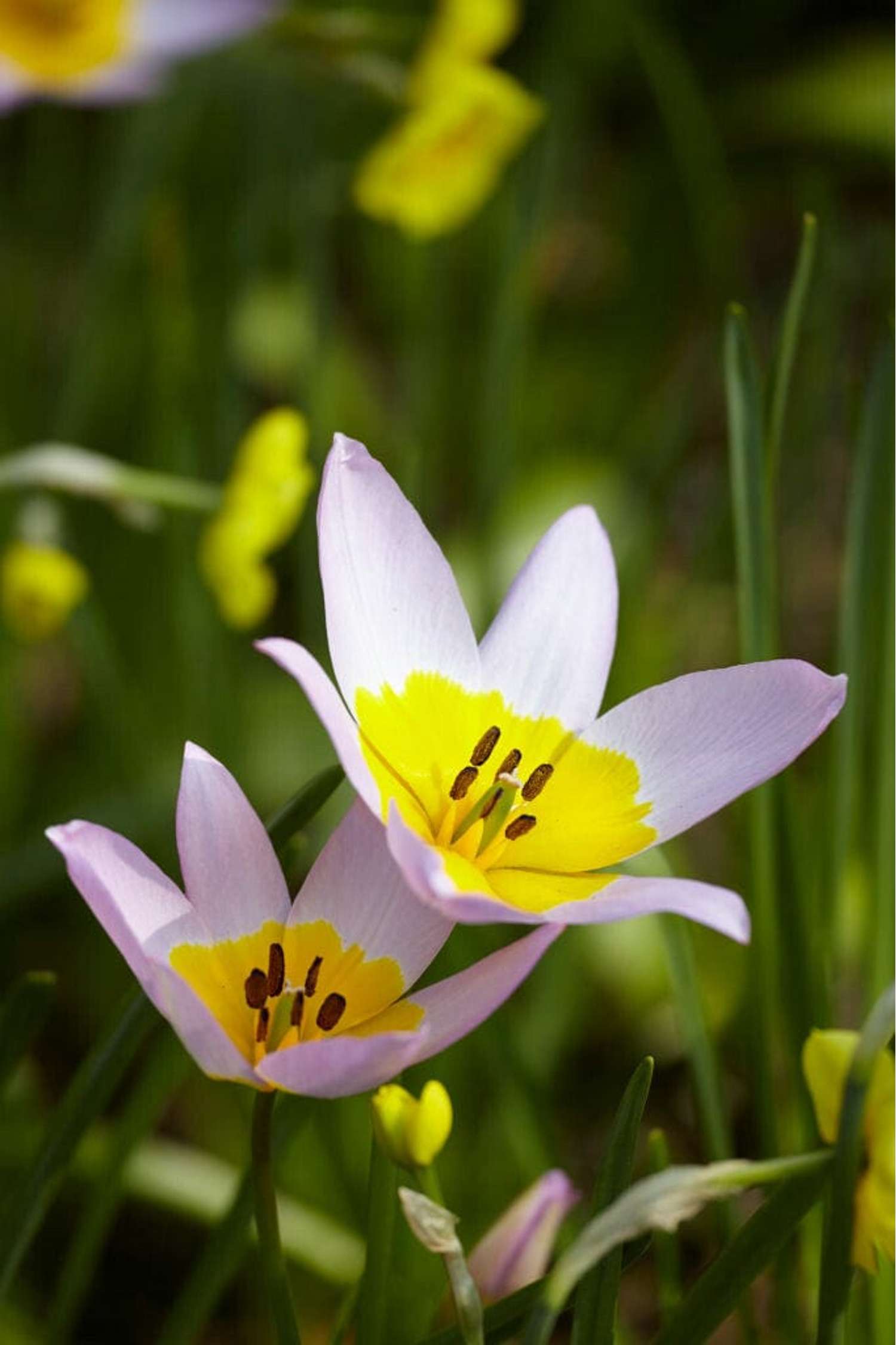 Botaaninen tulppaani 'Saxatilis'