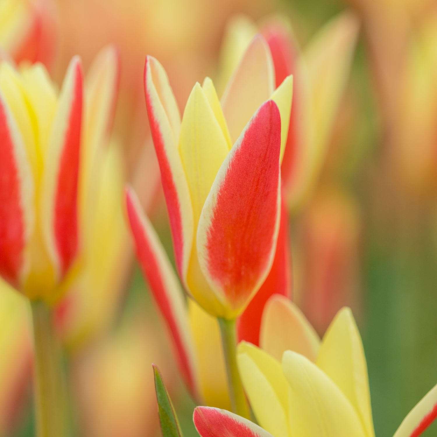 Botaaninen tulppaani 'Clusiana Tinka'