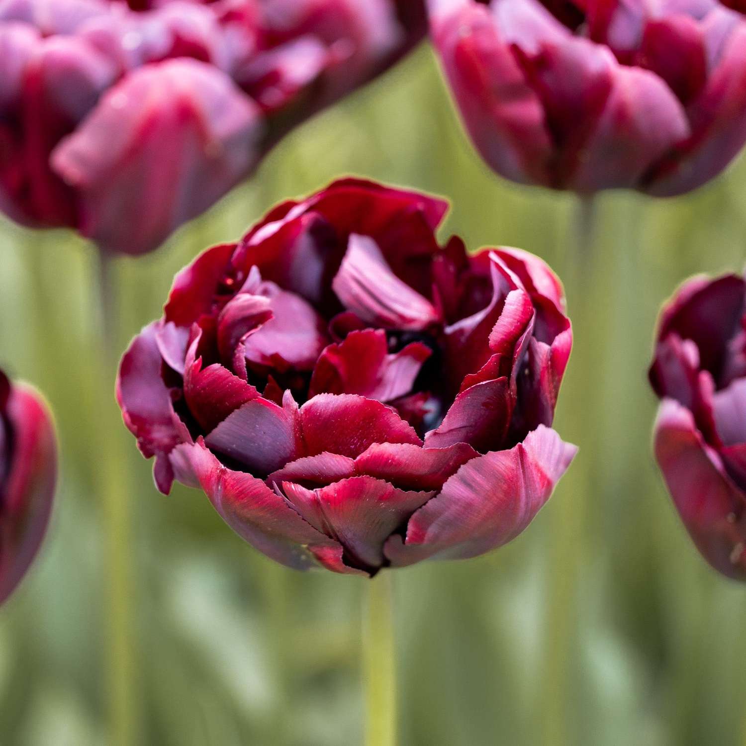 Tulppaani 'Palmyra'