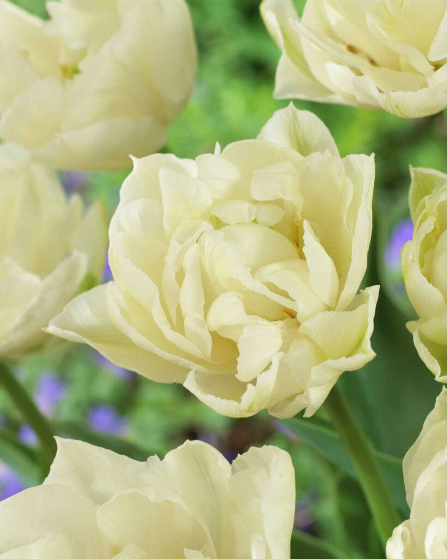 Tulppaani 'Mondial'
