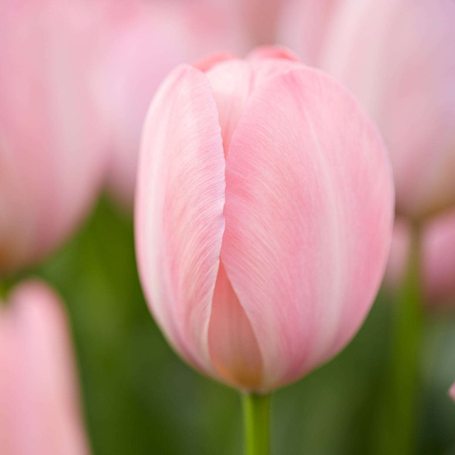 Tulppaani 'Mystic van Eijk'