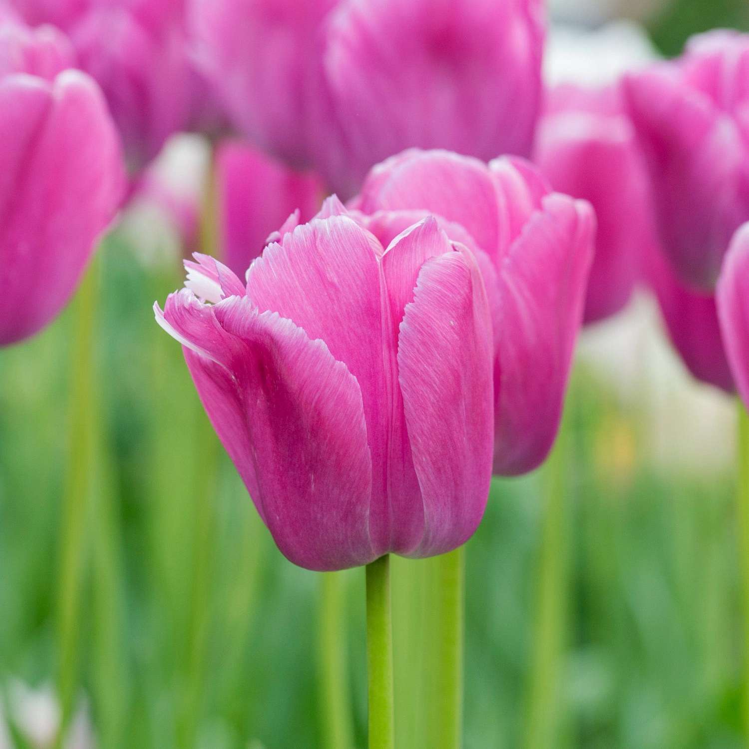 Tulppaani 'Purple Pride'