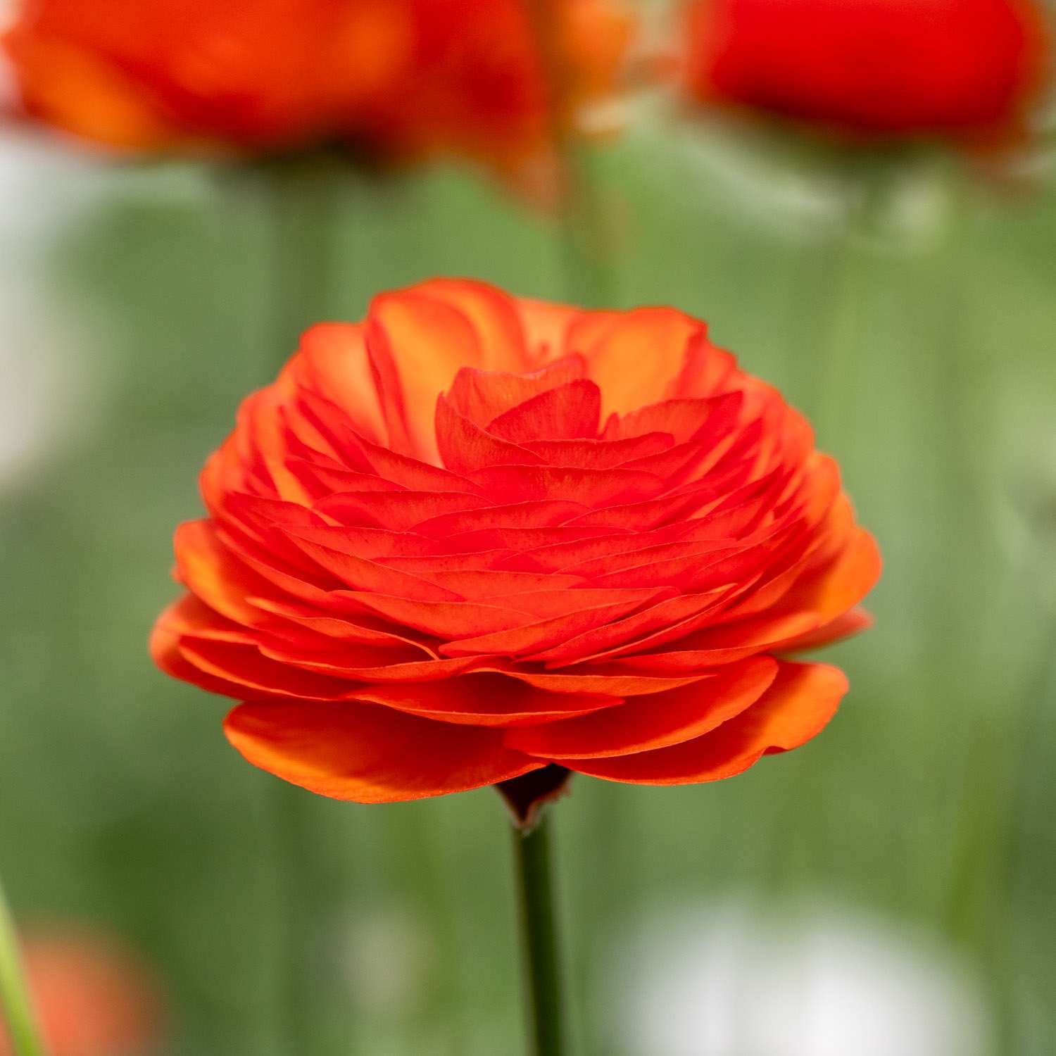 Leinikki 'Elegance Clementine'