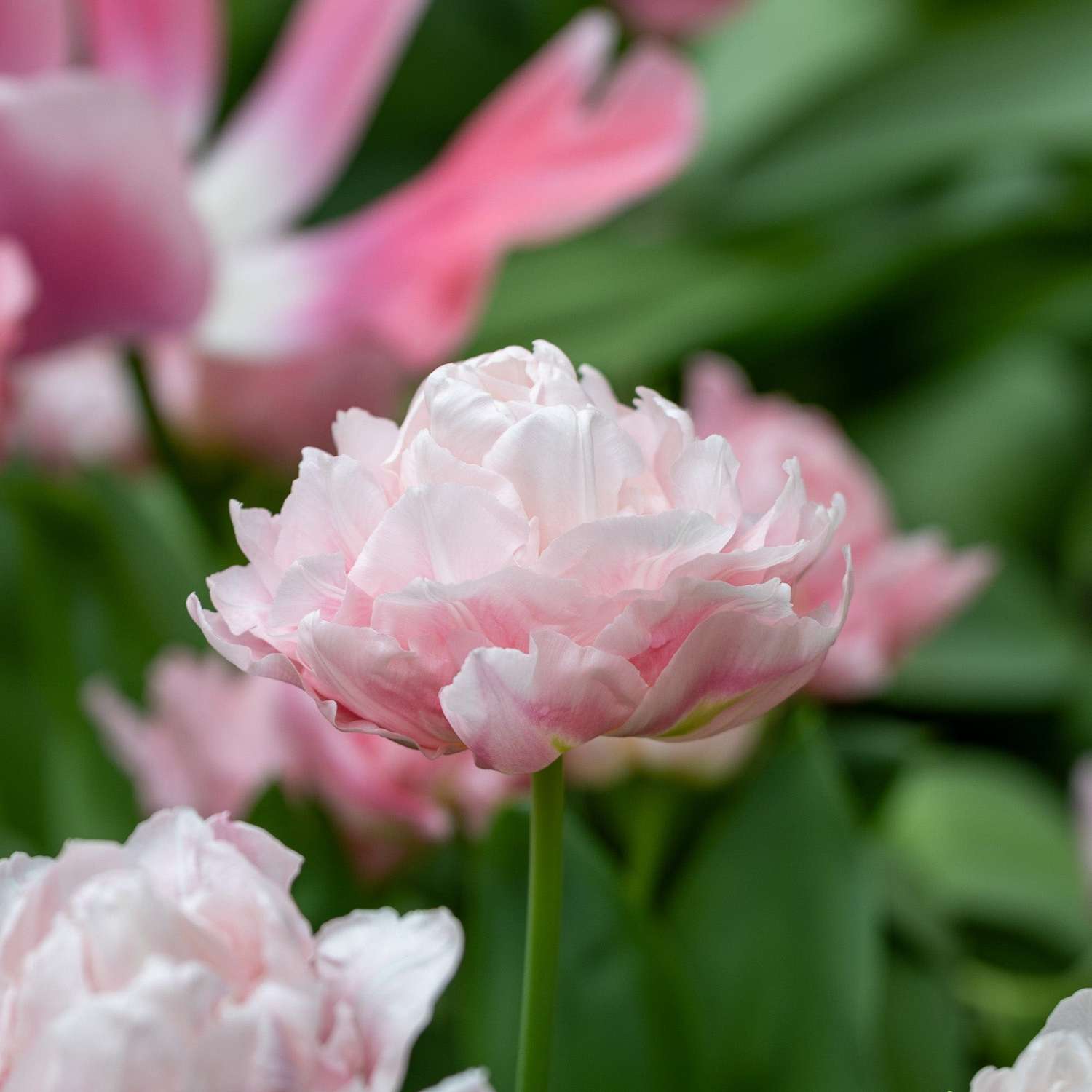 Tulppaani 'Dreamer'