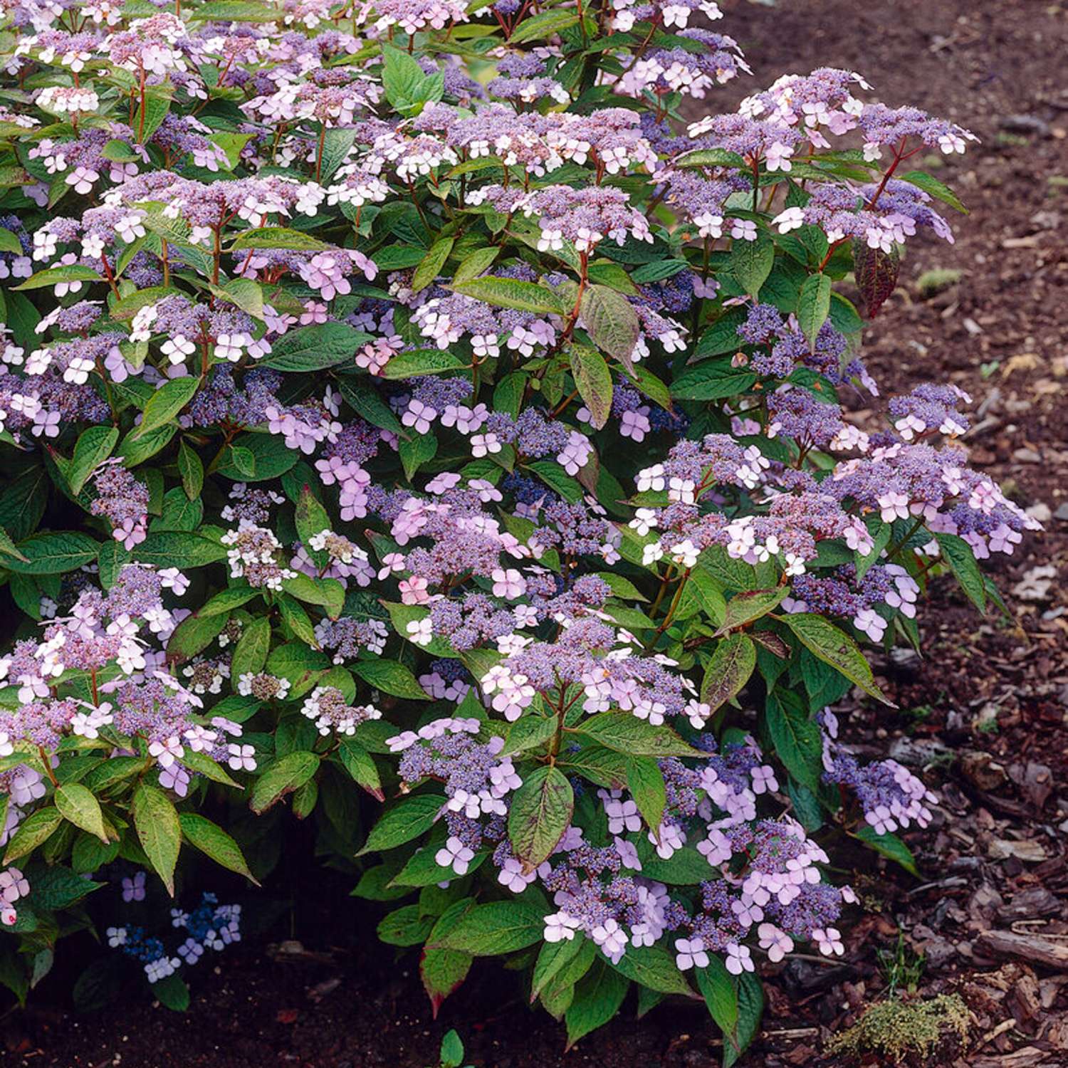 Hortensia 'Bluebird' litteine sinisine kukintoineen