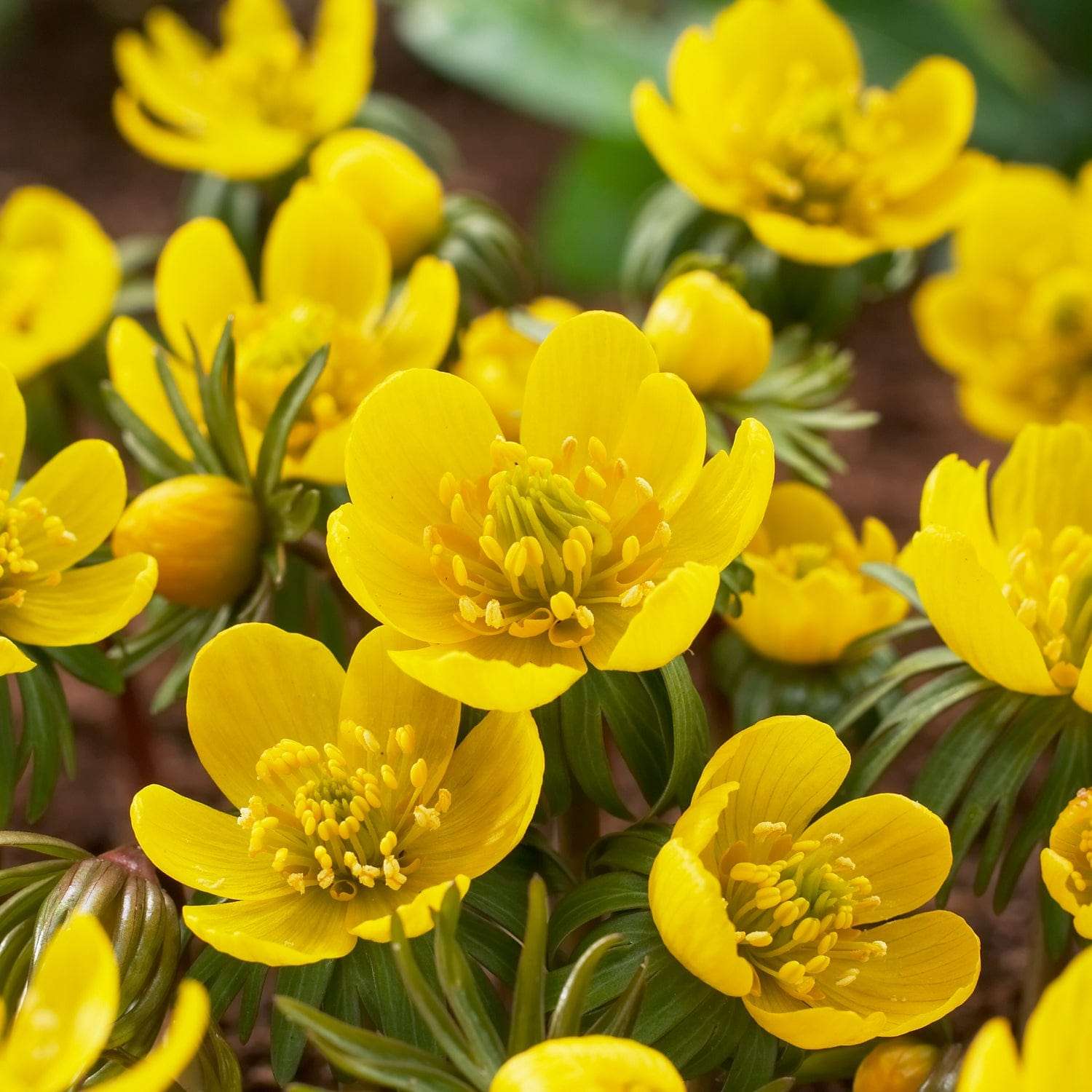 Turkintalventähti 'Eranthis Cilicica'