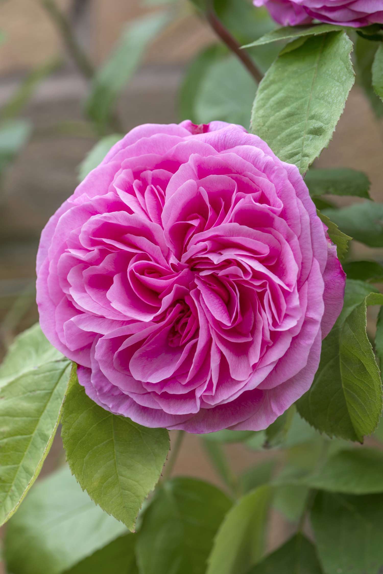 Ruusu 'Gertrude Jekyll' kirkkaan vaaleanpunaisin, tiheän kerrotuin kukin