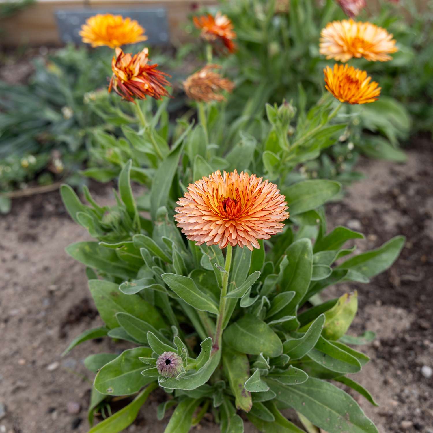Kehäkukka 'Orange Flash'