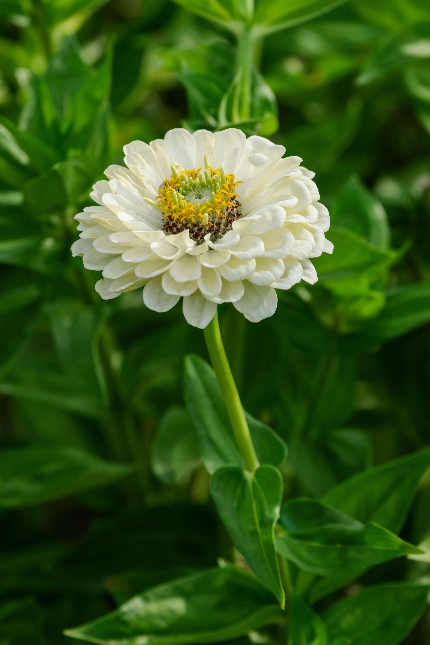 Zinnia 'Benary's Giant White'