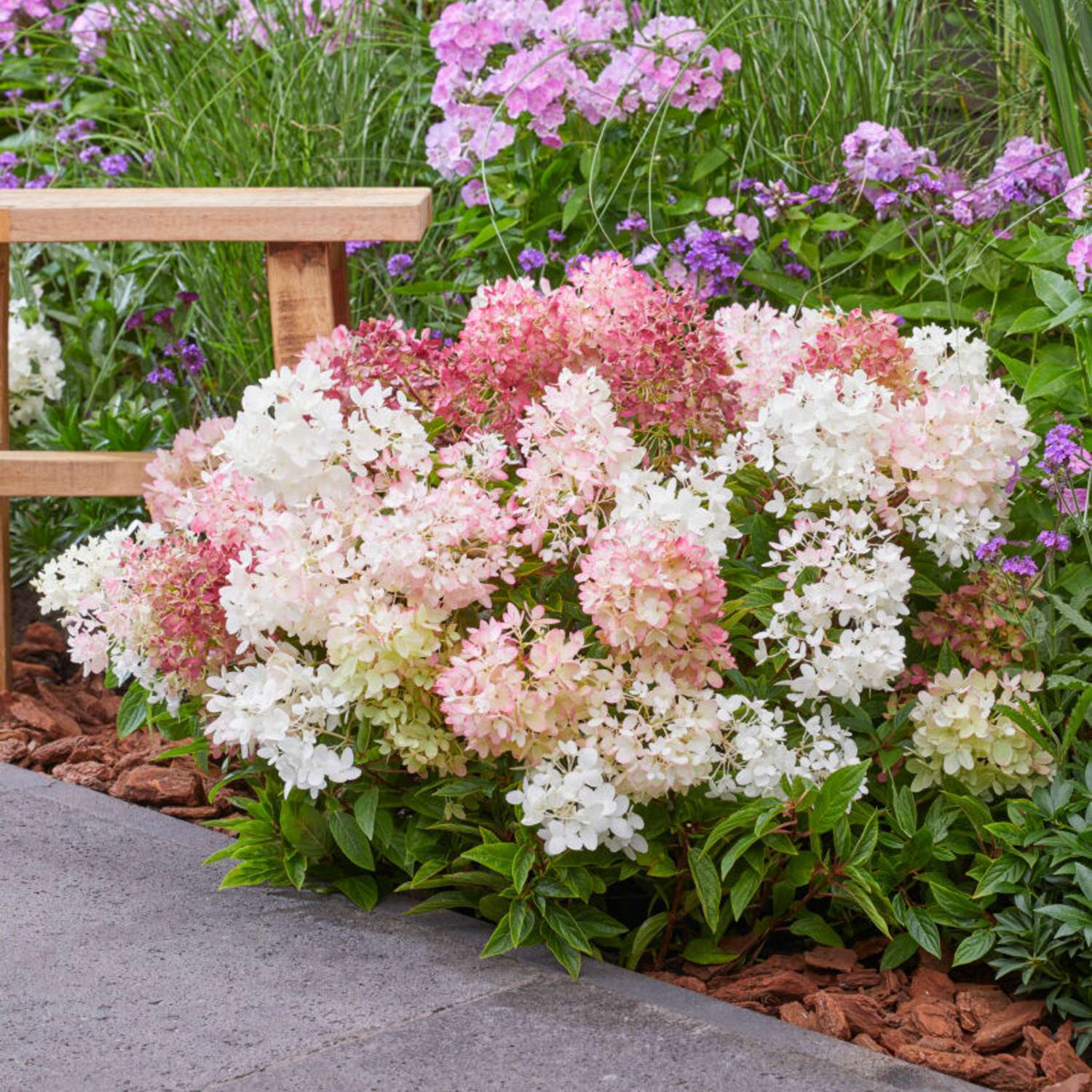 Matala syyshortensia 'Groundbreaker Blush' kermanvalkoisin ja vaaleanpunaisin kukinnoin