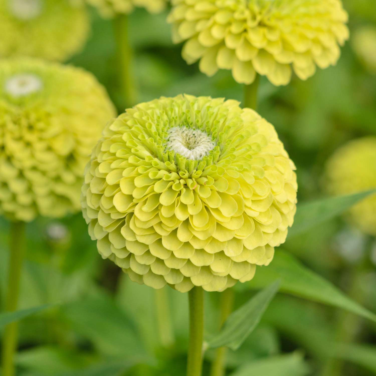Zinnia 'Benary's Giant Lime' suurin limenvihrein kukin