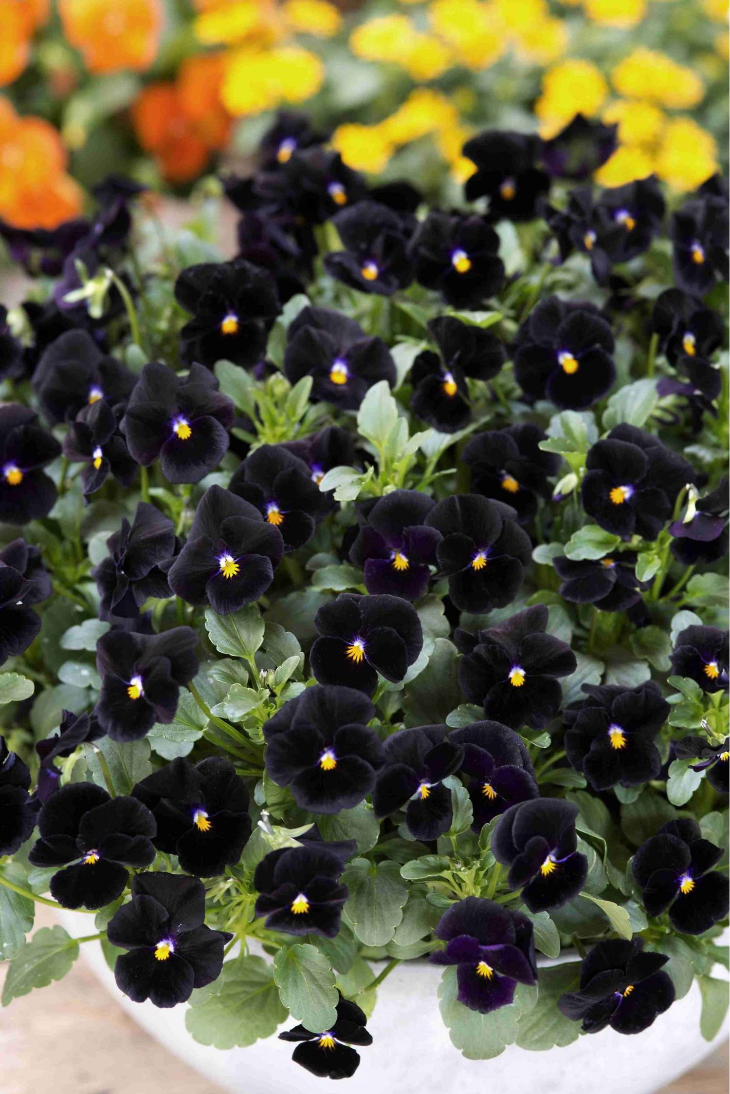 Orvokki 'Back to Black'