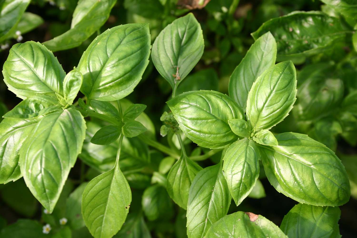 Basilika 'Genovese'