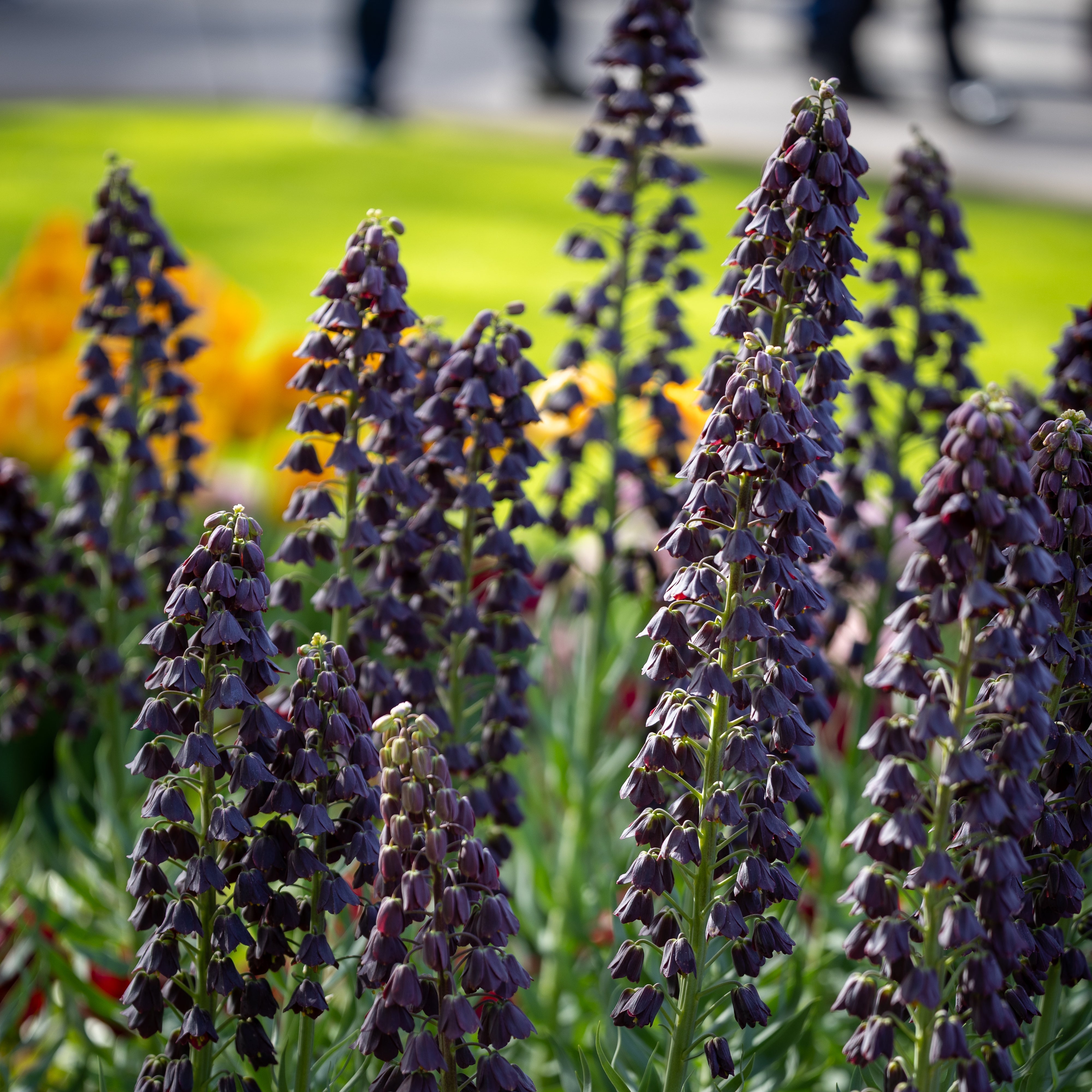 Fritillaria