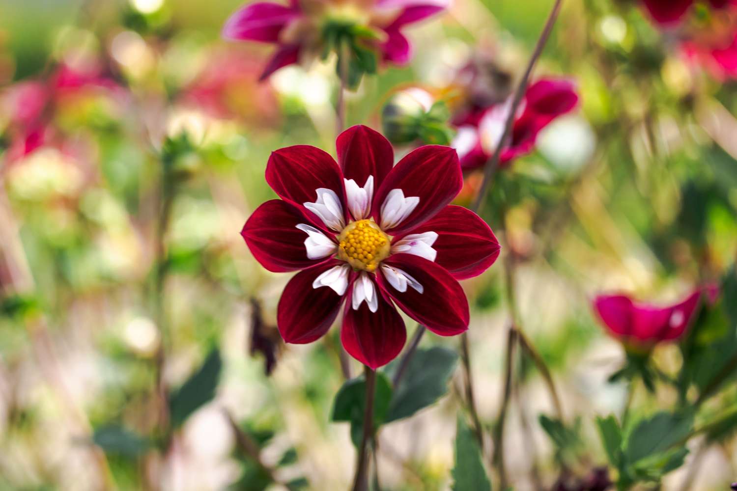 Collerette daalia