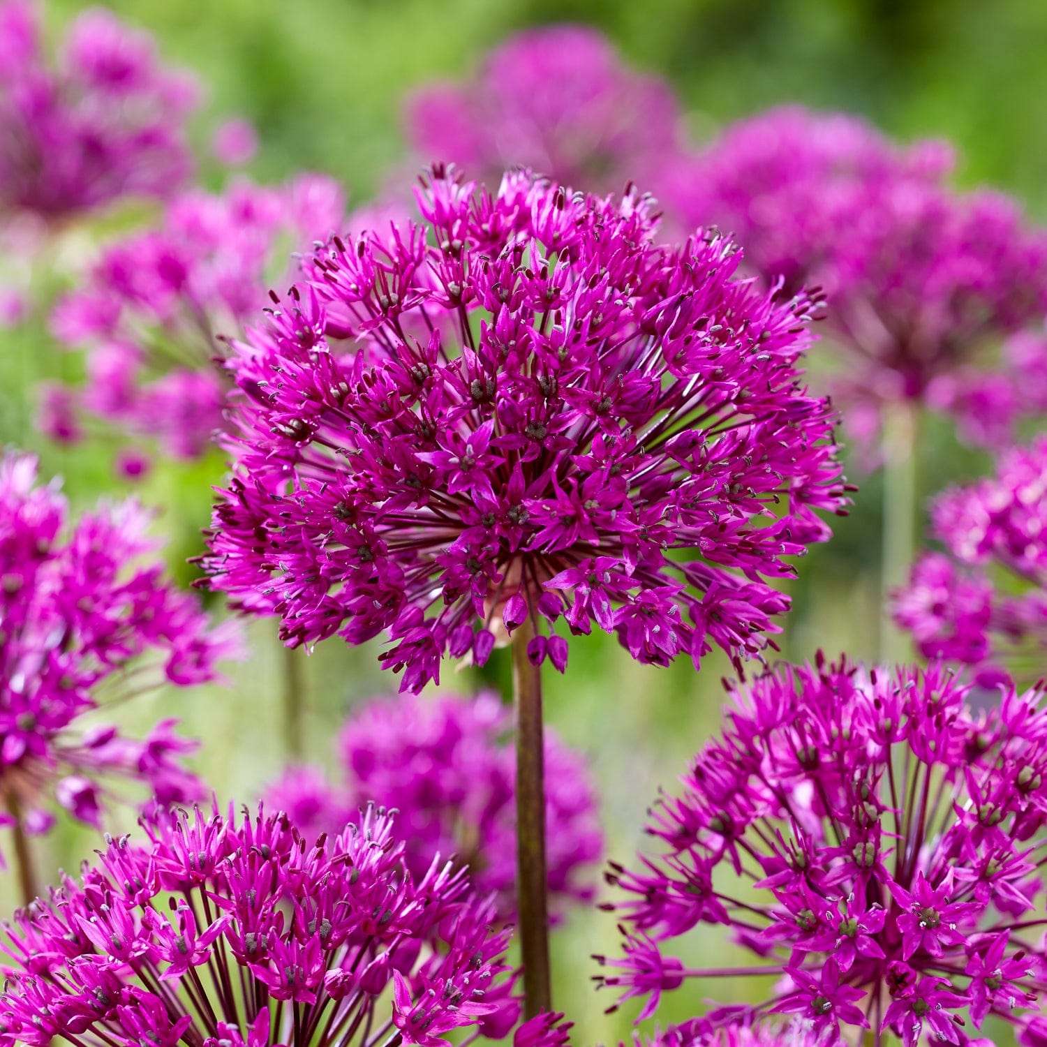 Allium