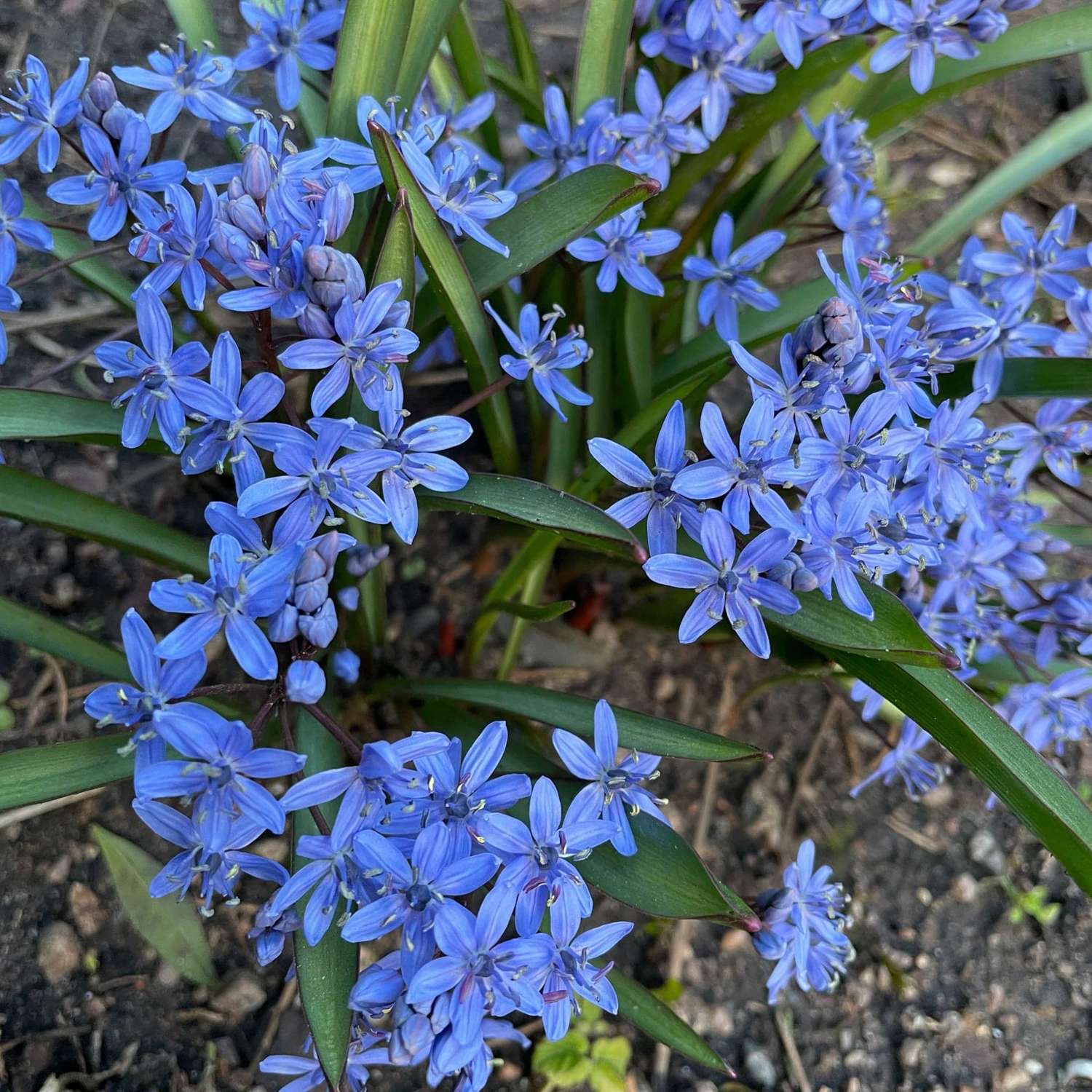 Scilla ja idänsinililja