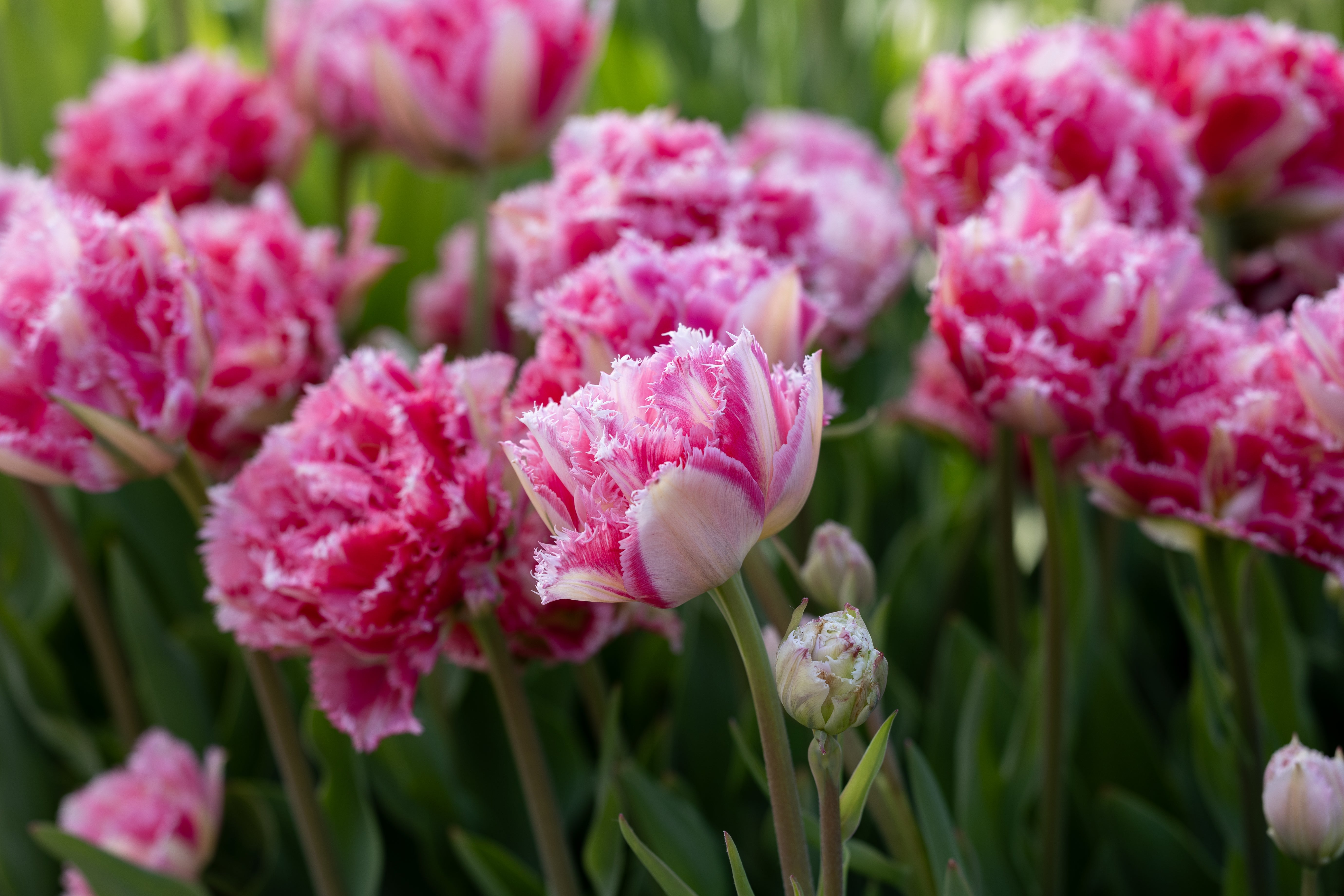Ripsureunaiset tulppaanit