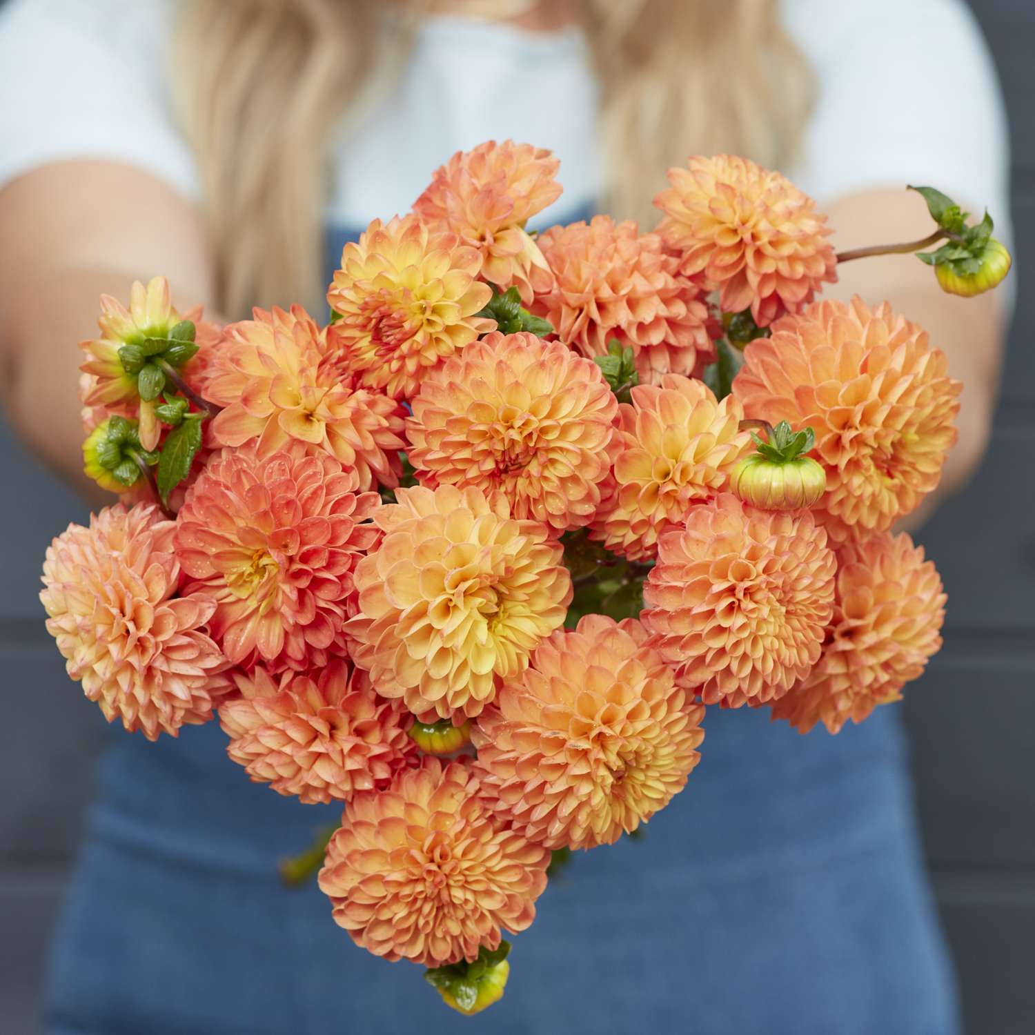 Daalia 'Souvenir d'Ete'