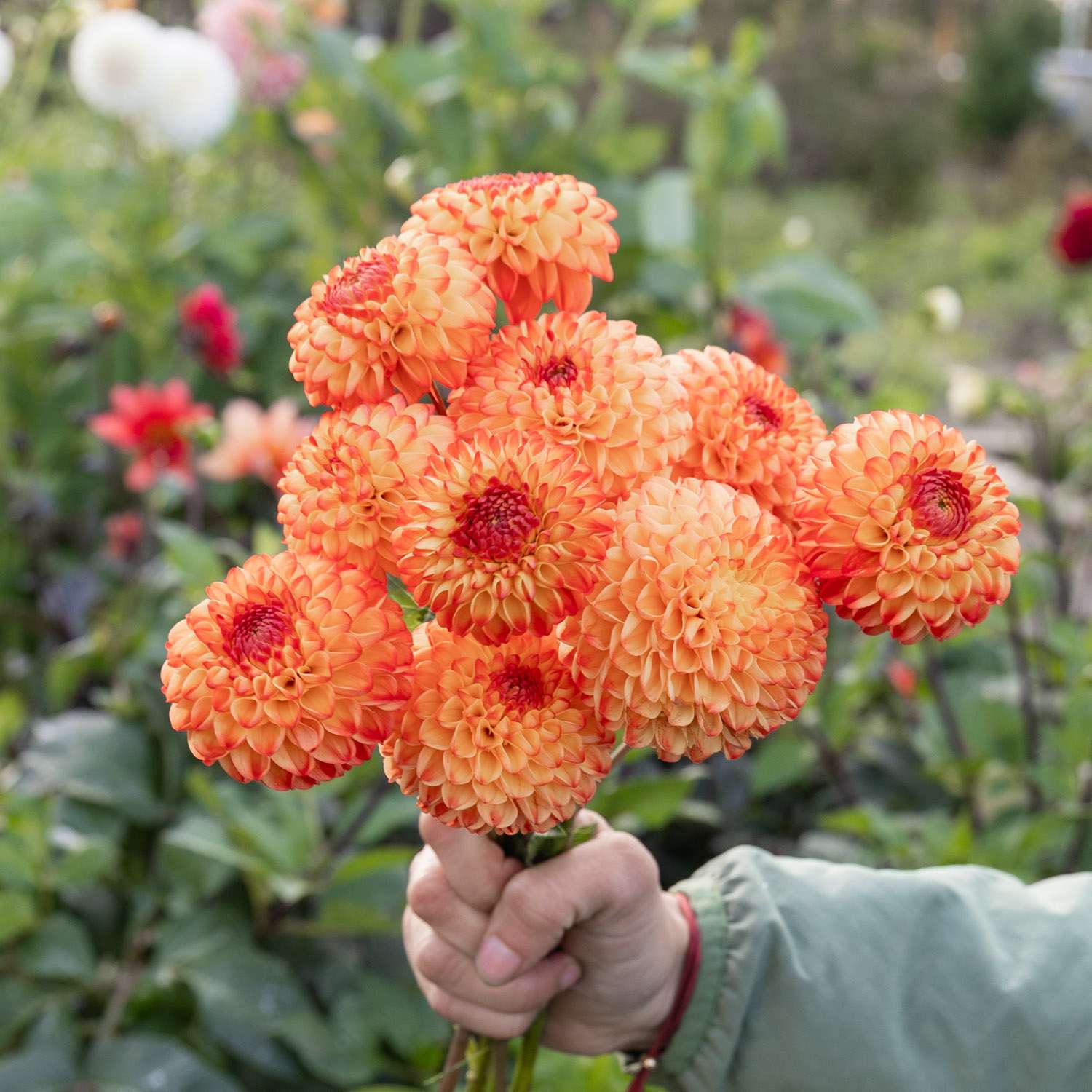 Daalia 'Souvenir d'Ete'