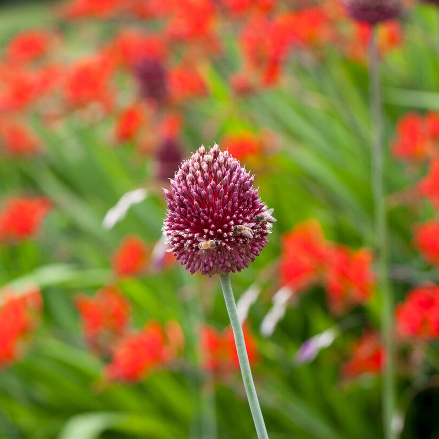 Laukka 'Red Mohican'