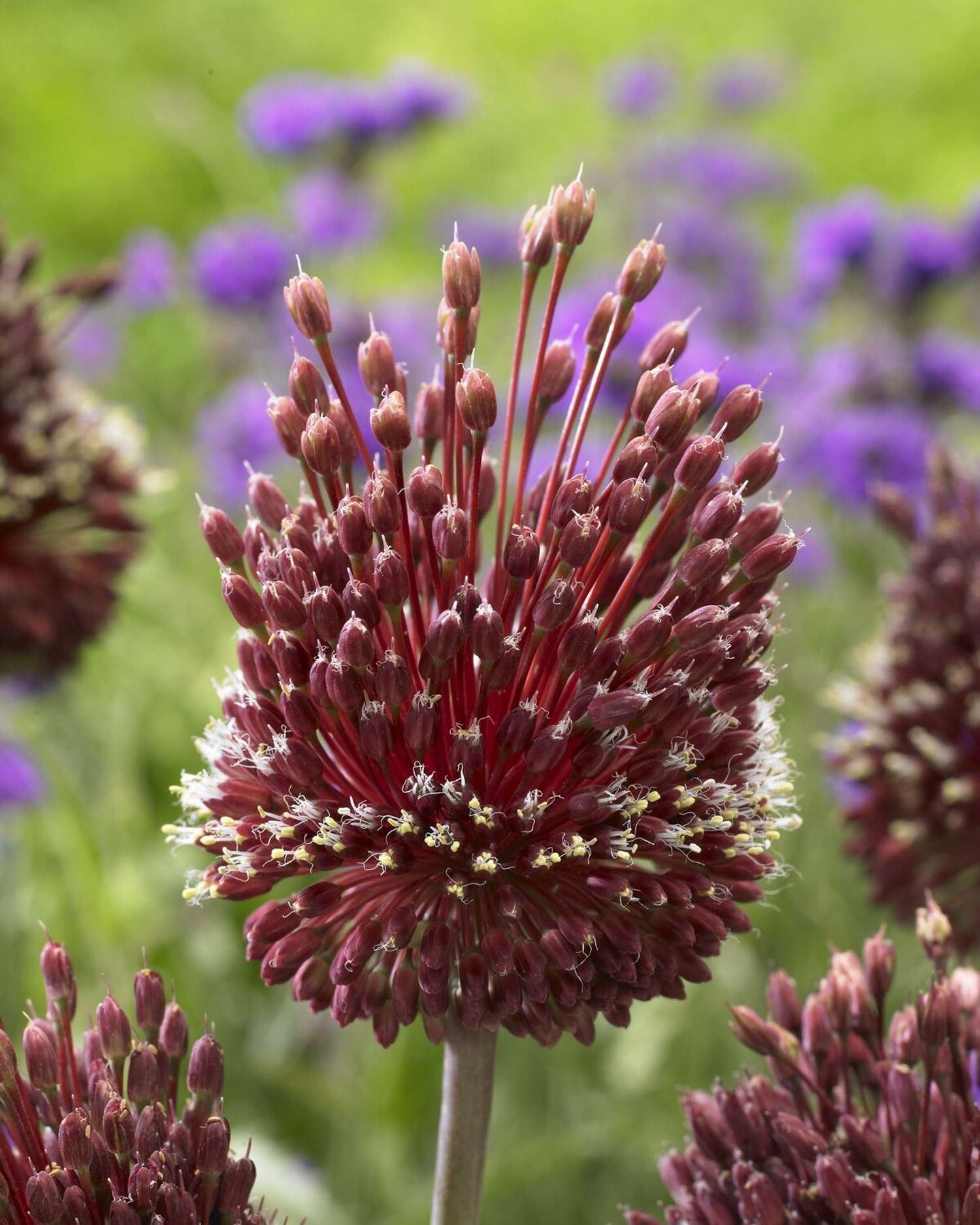 Laukka 'Red Mohican'