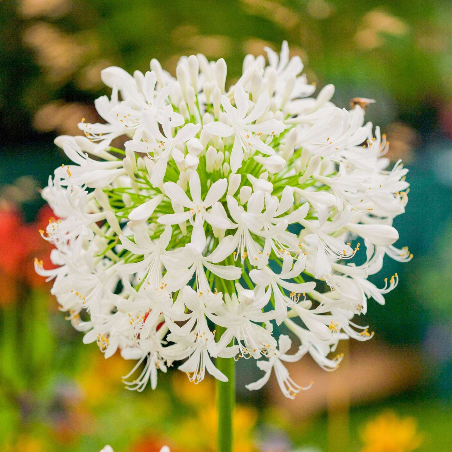 Sinisarja 'Africanus Albus'