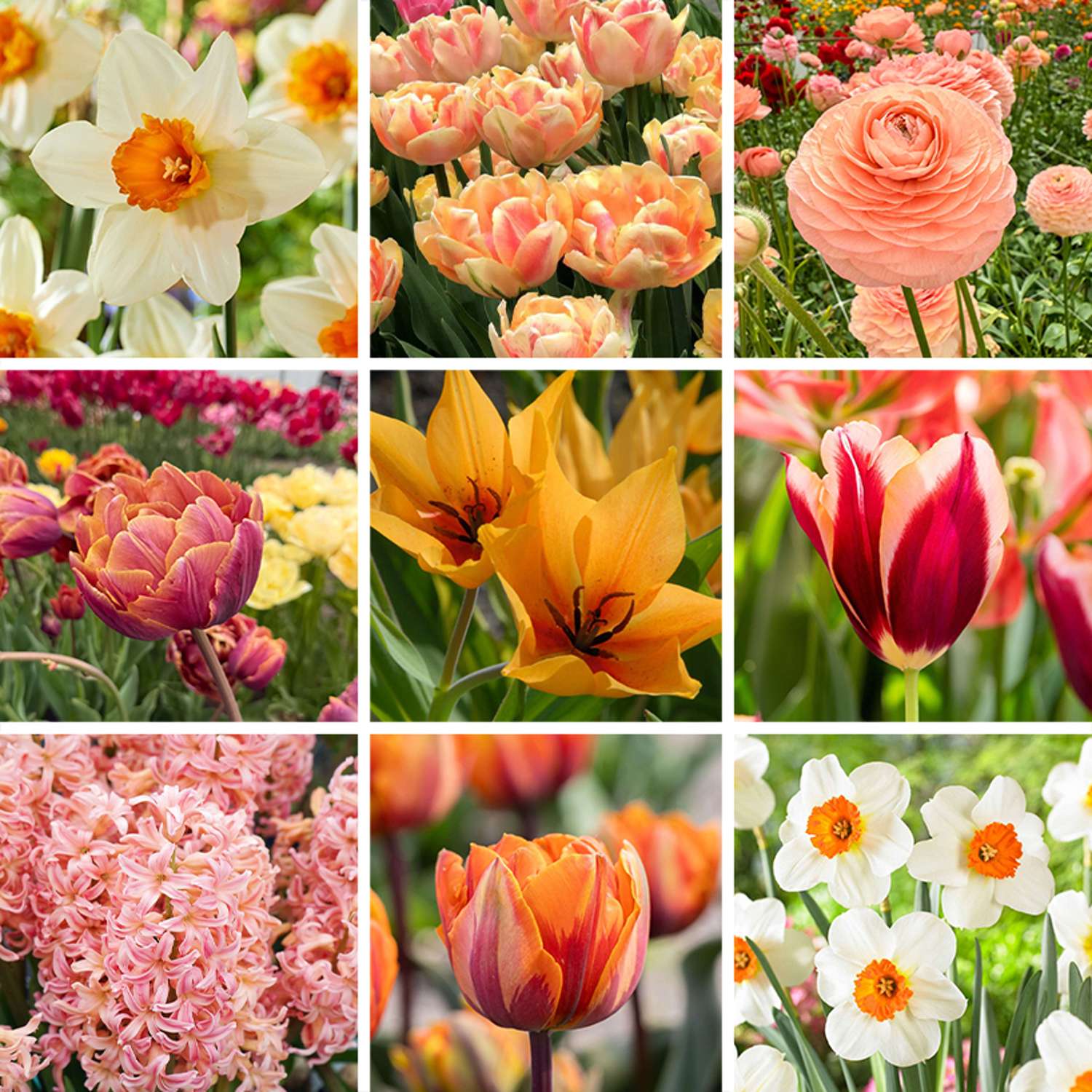 Tulppaanisekoitus 'Rikke'