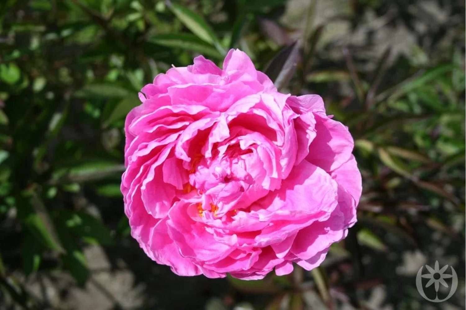 Pioni 'Alexander Fleming'