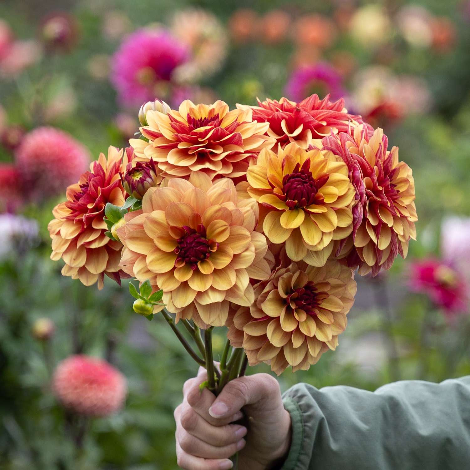 Daalia 'Creme de Cognac'