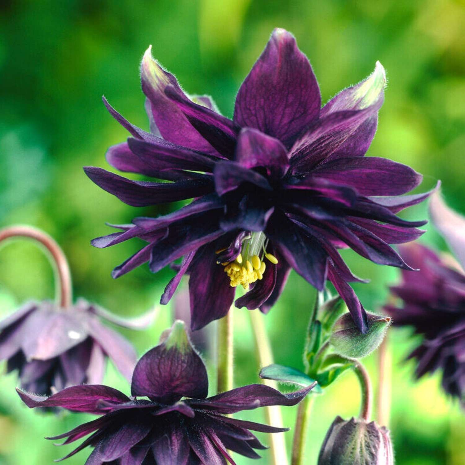 Akileija ‘Black Barlow’