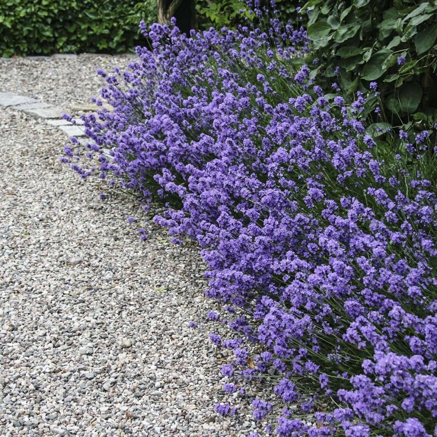 Tähkälaventeli 'Hidcote' (Lavandula angustifolia)