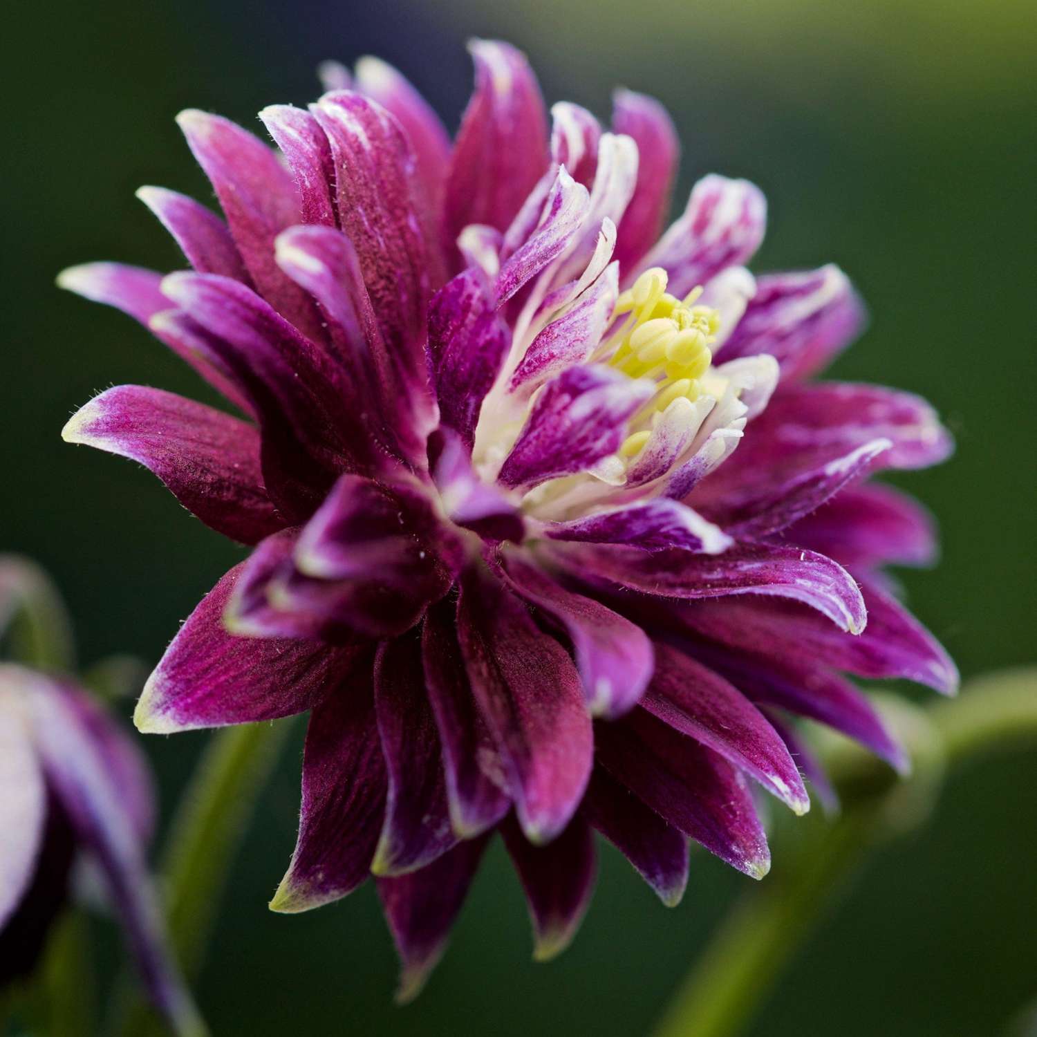 Akileija ‘Christa Barlow’