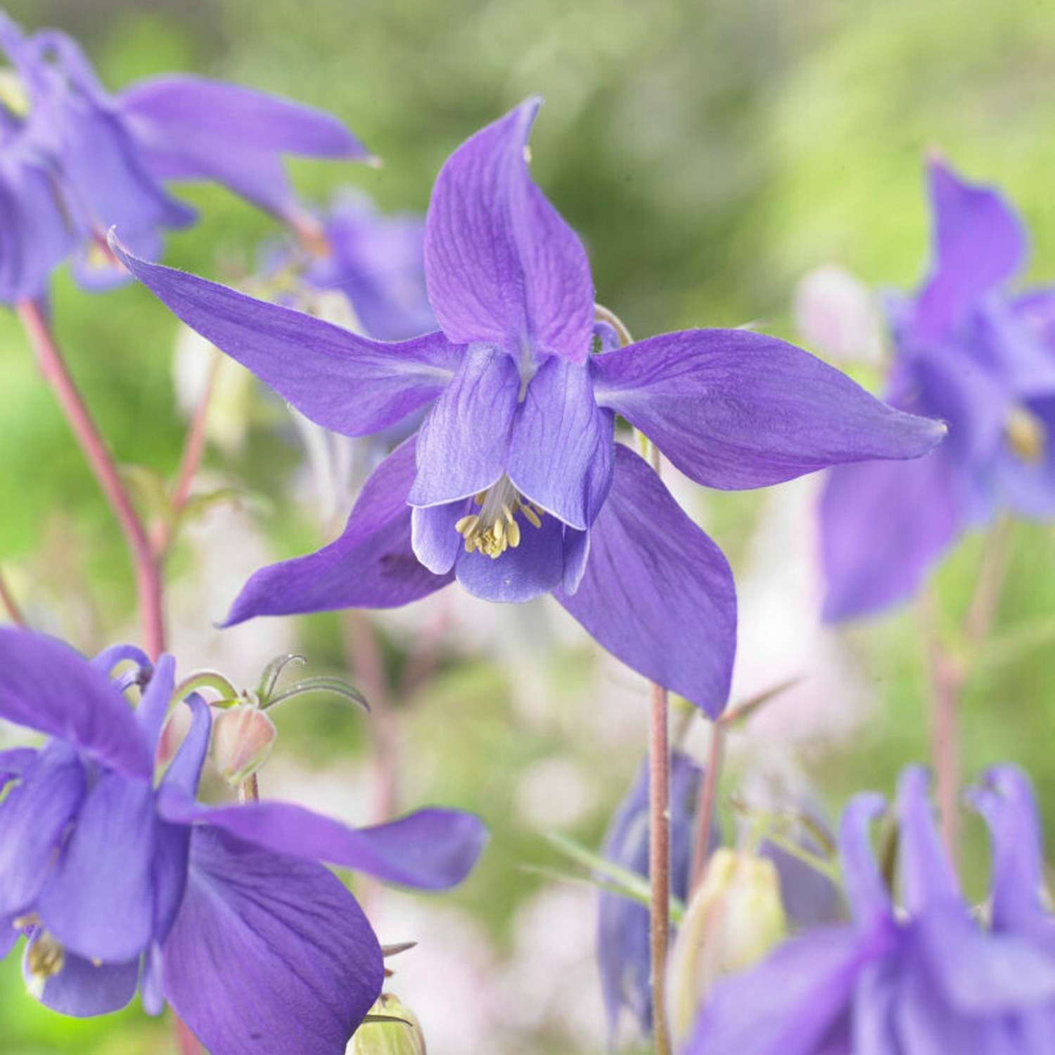 Akileija ‘Alpina’