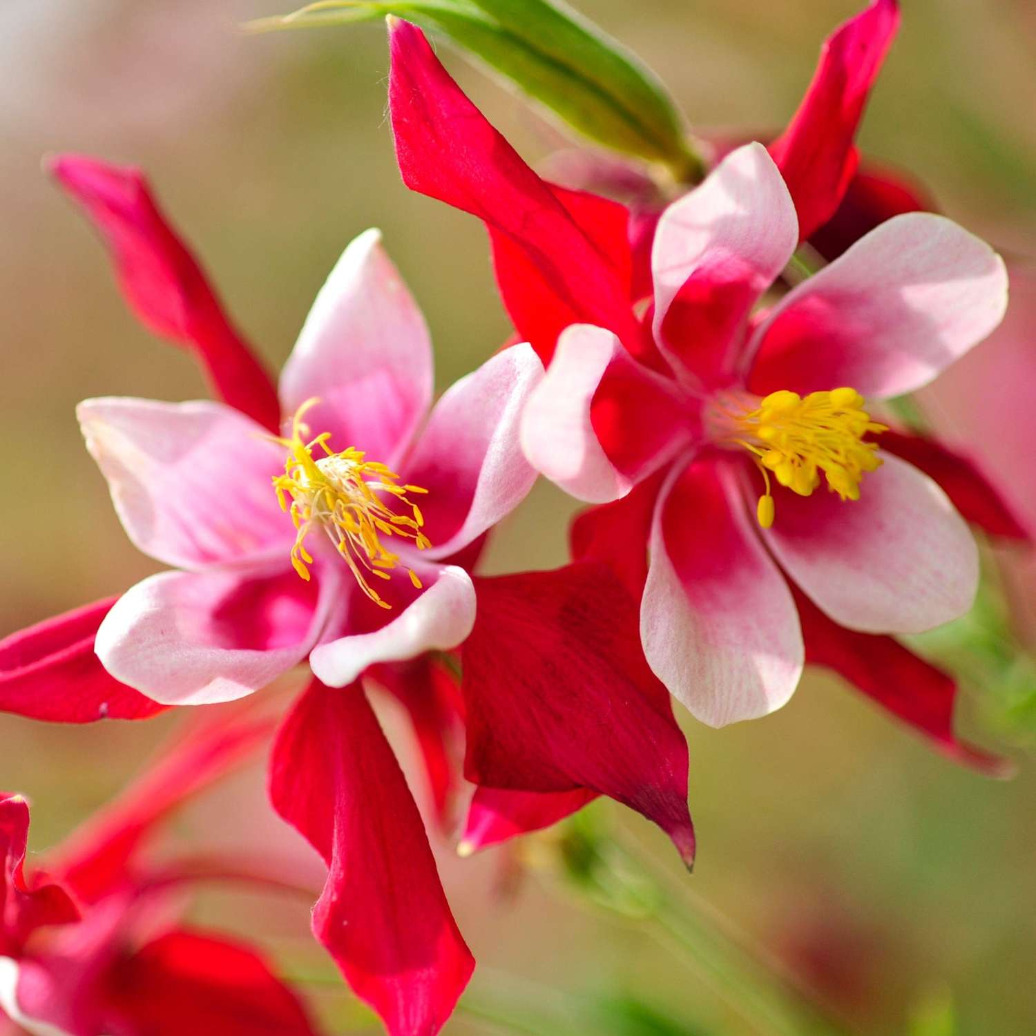 Akileija ‘Crimson Star’