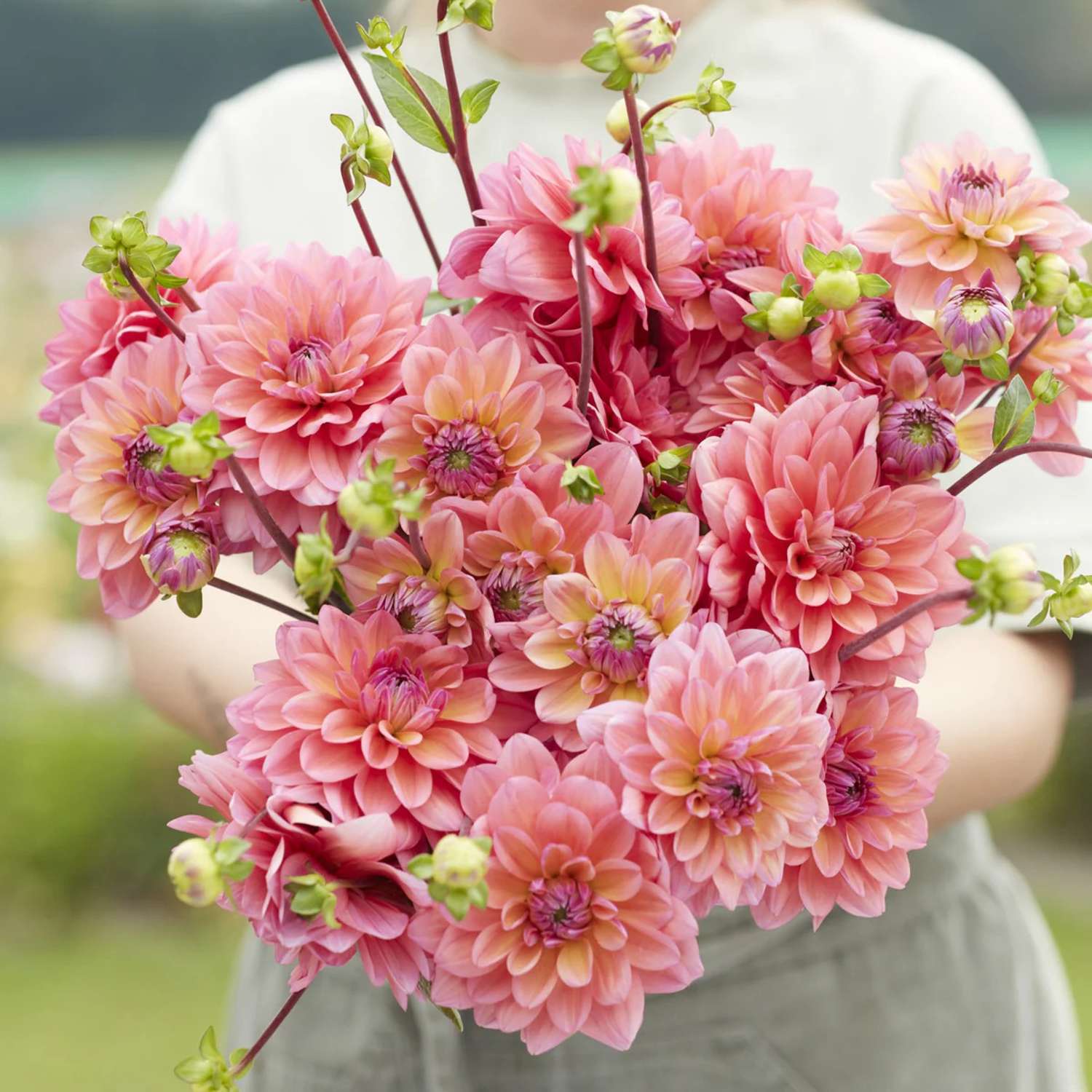 Daalia 'Great Silence'