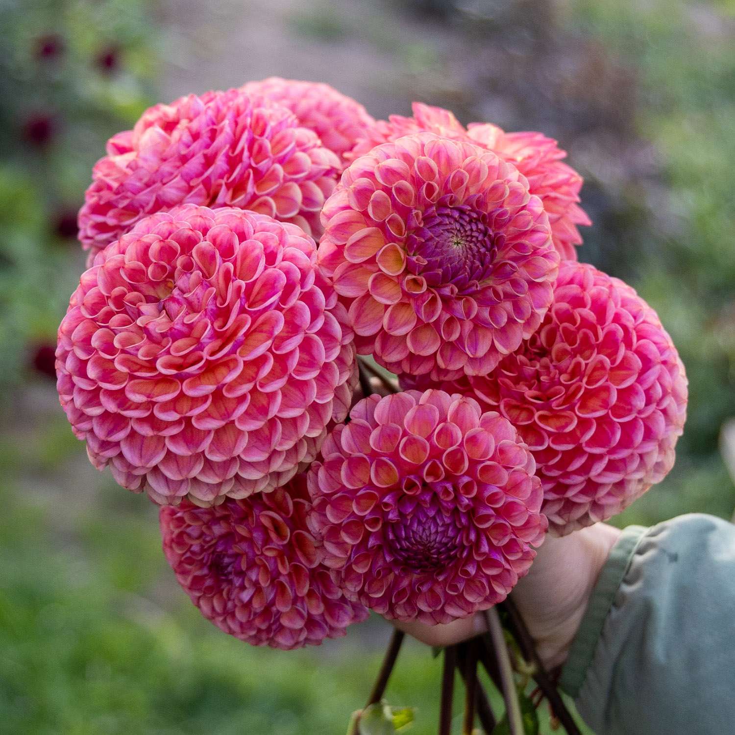 Daalia 'Caitlin's Joy'