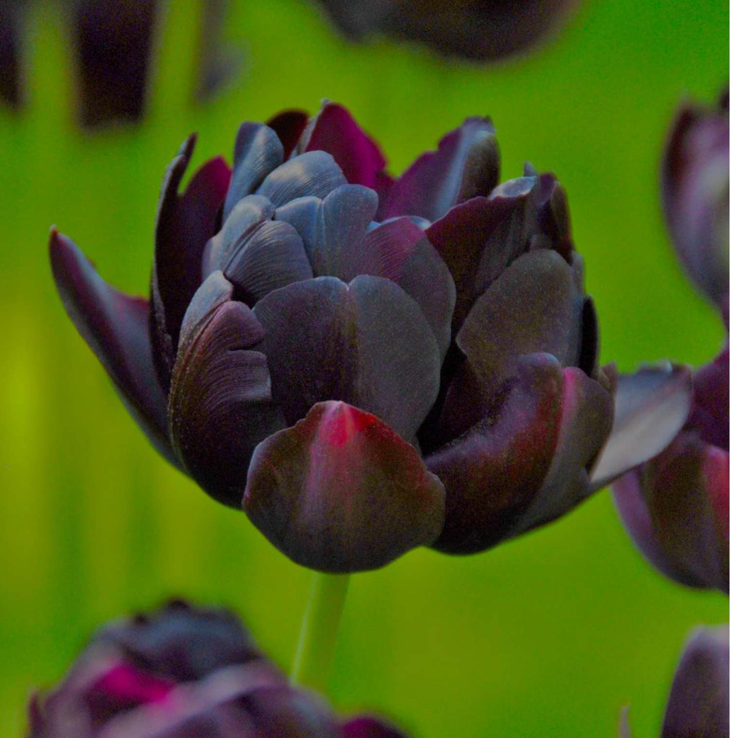 Tulppaani 'Black Hero'