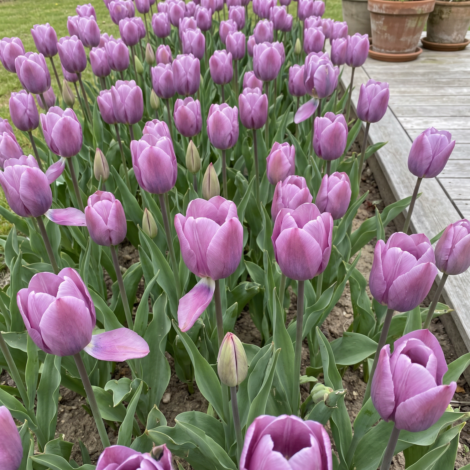 Tulppaani 'Bleu Aimable'