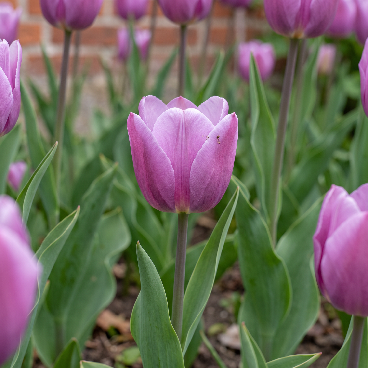 Tulppaani 'Bleu Aimable'