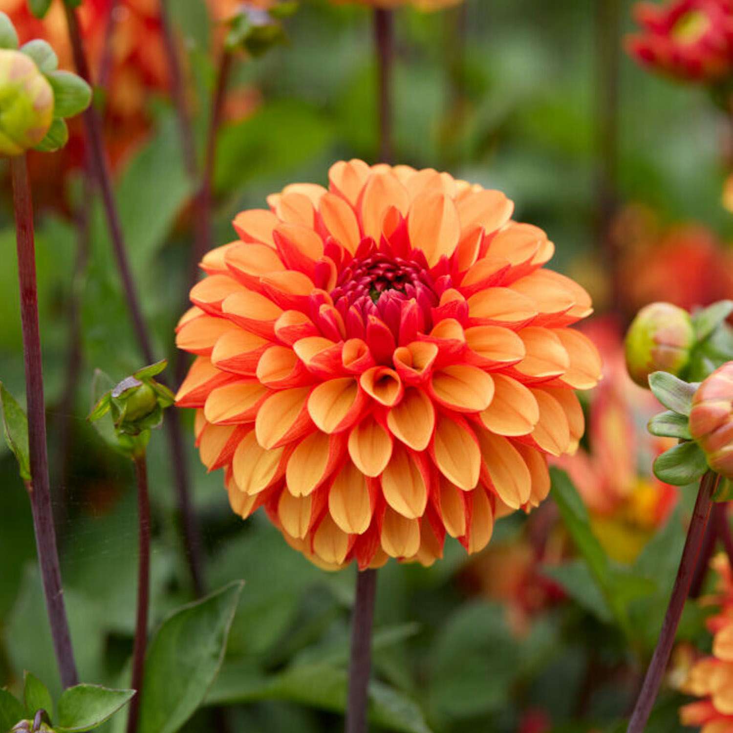 Daalia 'American Sunset'