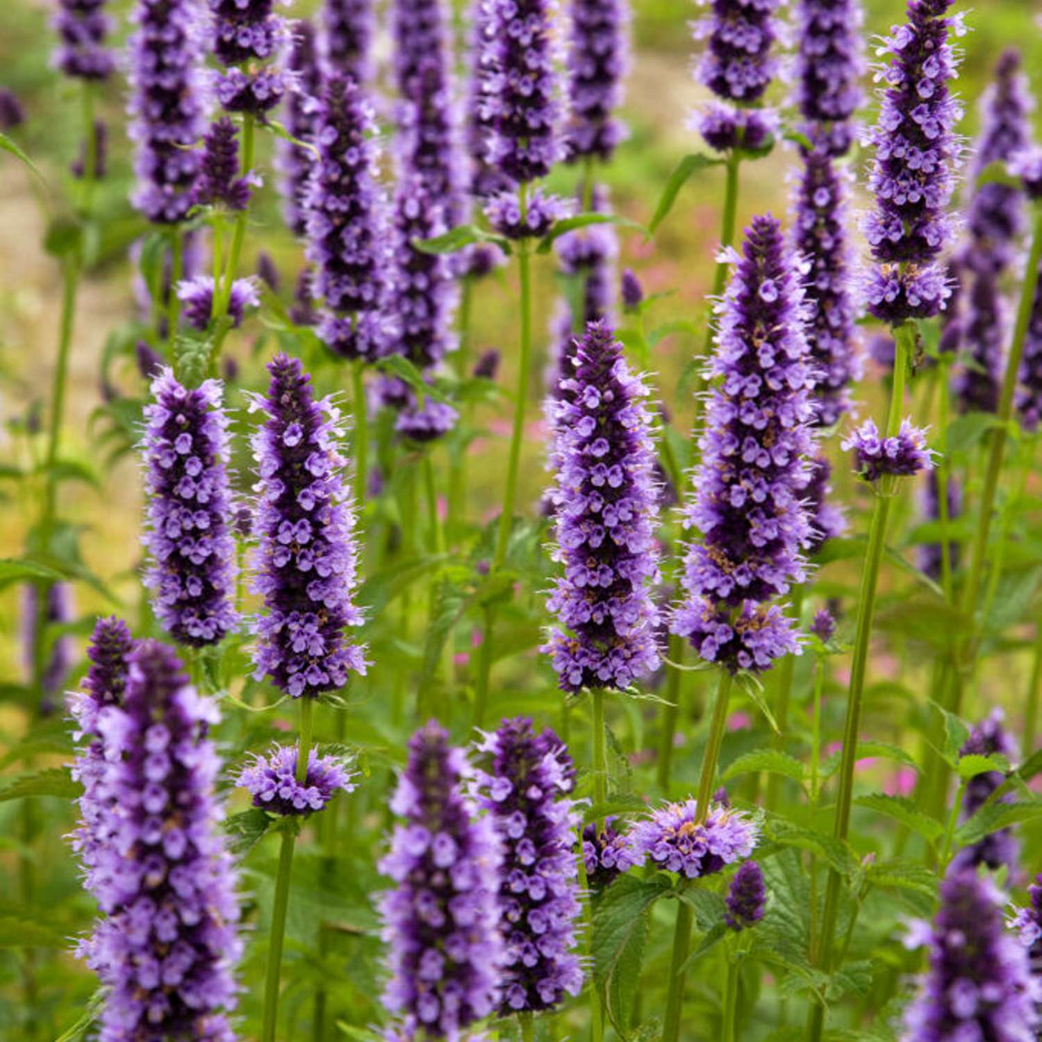 Yrtti-iiso 'Black Adder'